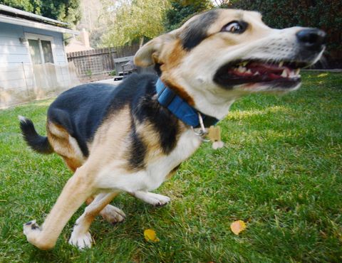A dog zooming by the camera, up-close, body twisted and eyes wide as it circles a grass yard