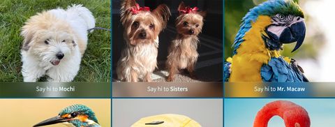 Image gallery grid with pictures of dogs and birds.