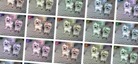 repeated grid of the same dog picture in different colors